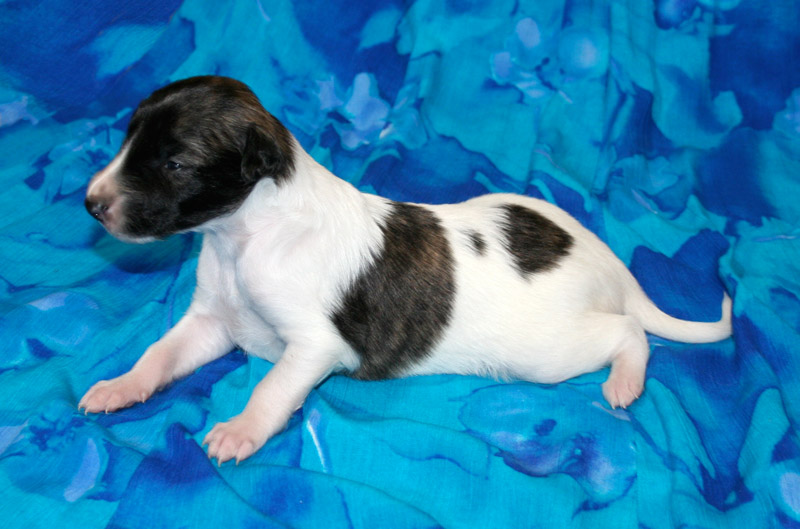 Surf Spots - Boy 2 Top